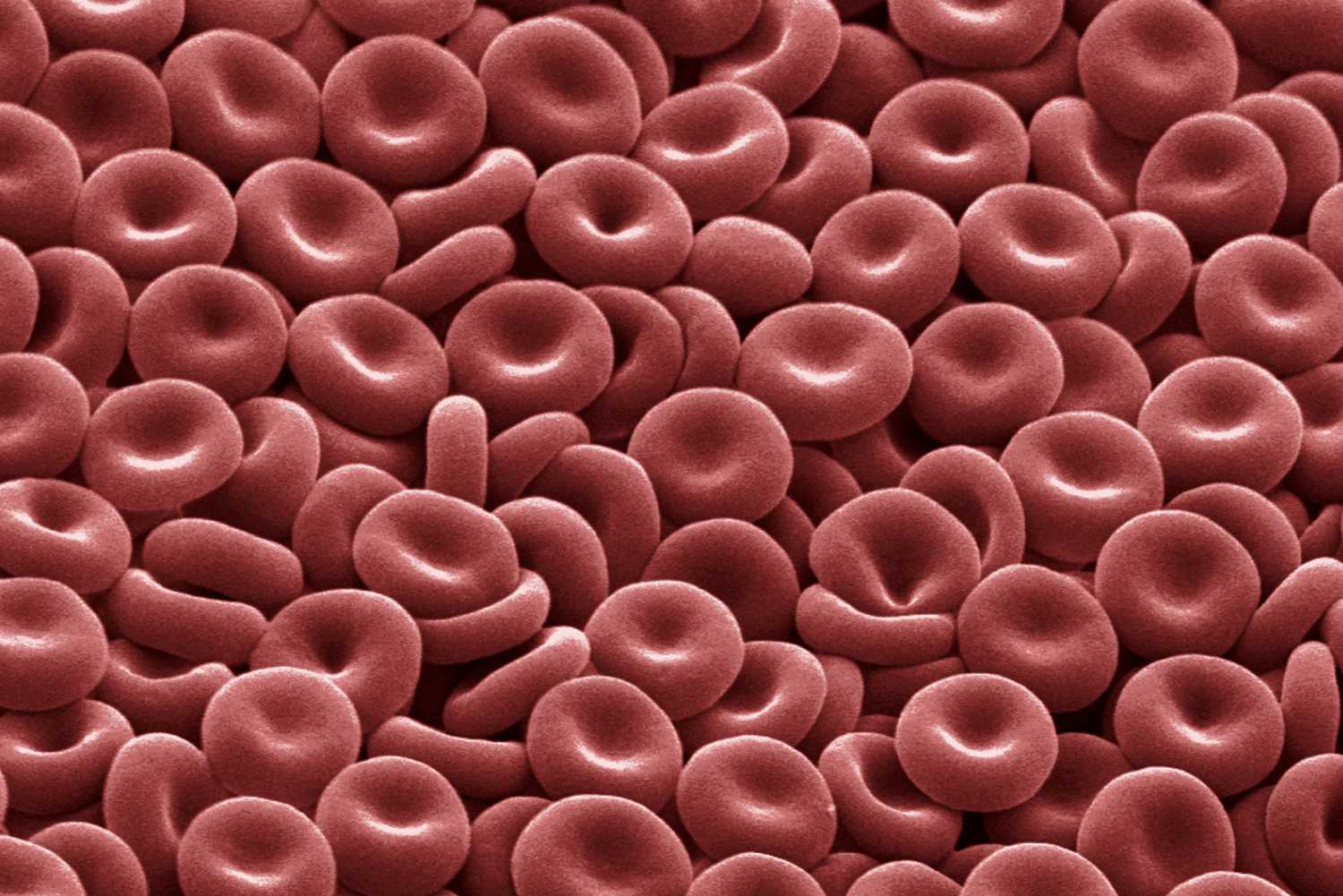 erythrocytes